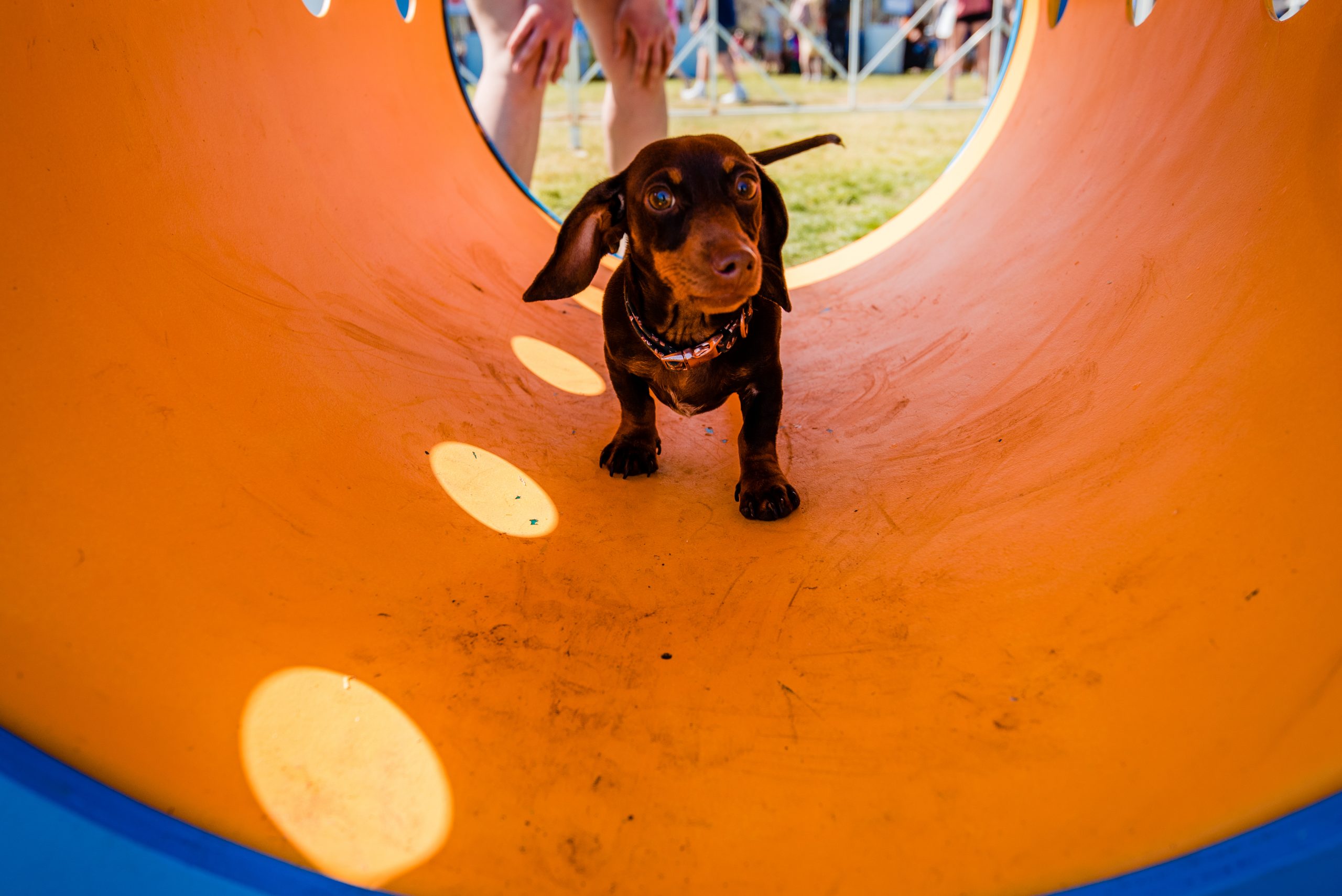 Pet Zone ABC Kite Fest